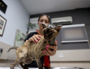 Alevlerin arasından kaçıp kurtarma ekiplerine sığınan “Luna” yaşama tutundu