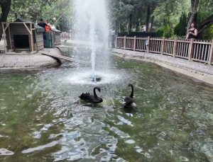 Ankara’nın simge mekanı Kuğulu Park’ta yavru heyecanı… 4 yeni yavru ile kuğu sayısı 18’e yükseldi