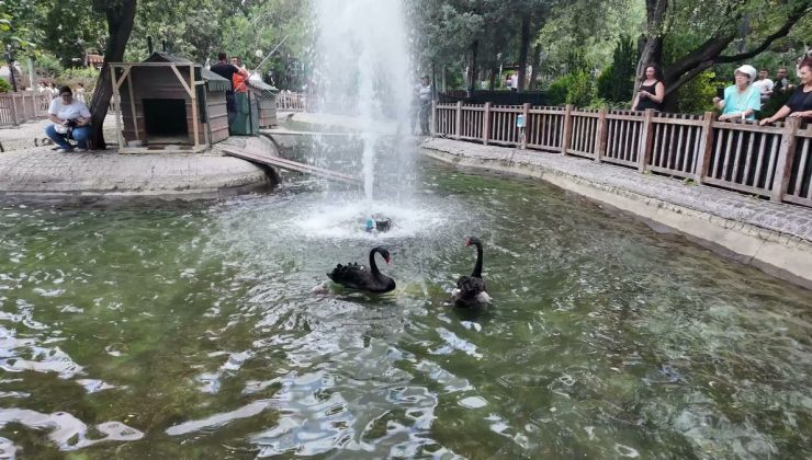 Ankara’nın simge mekanı Kuğulu Park’ta yavru heyecanı… 4 yeni yavru ile kuğu sayısı 18’e yükseldi