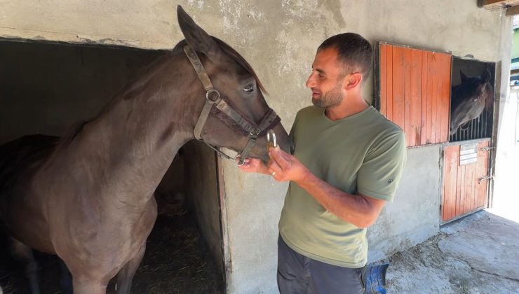 Avcılar’da sokakta dolaşan başıboş atlar çiftlikten kaçmış