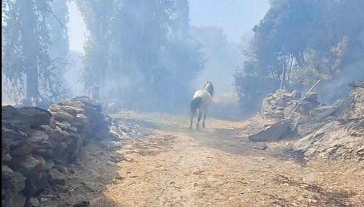 Aydın’da orman yangını