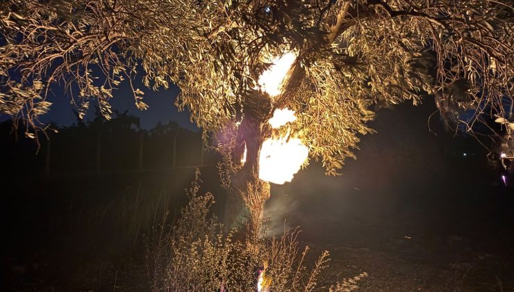 Aydın’da 100 dönüm zeytin bahçesi yandı
