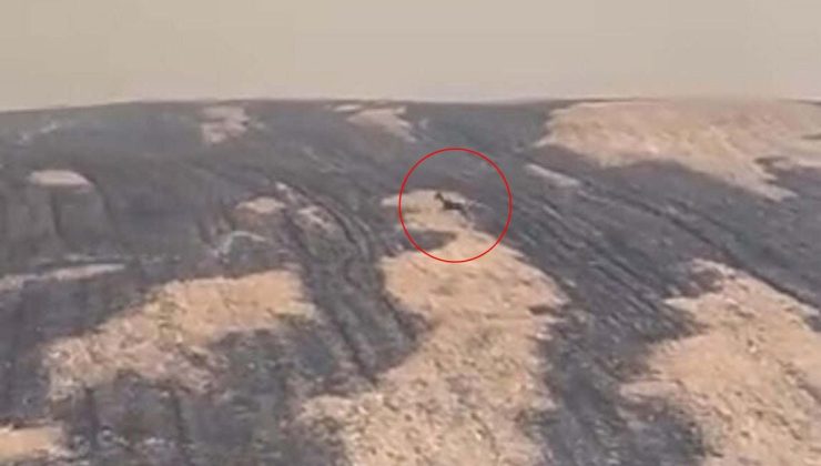 Çanakkale’deki orman yangınında yanan alanlar dronla görüntülendi