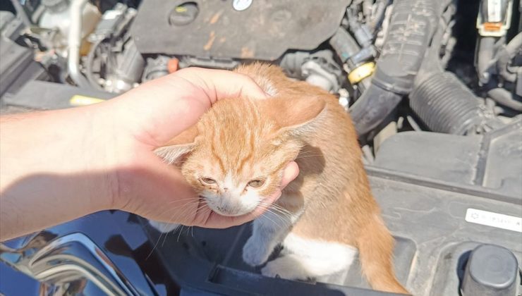 Çınarcık’ta otomobilin motor bölümüne sıkışan kedi yavrusu kurtarıldı