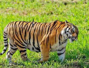 Çin’de yabani Sibirya kaplanı ve leopar popülasyonları önemli ölçüde arttı