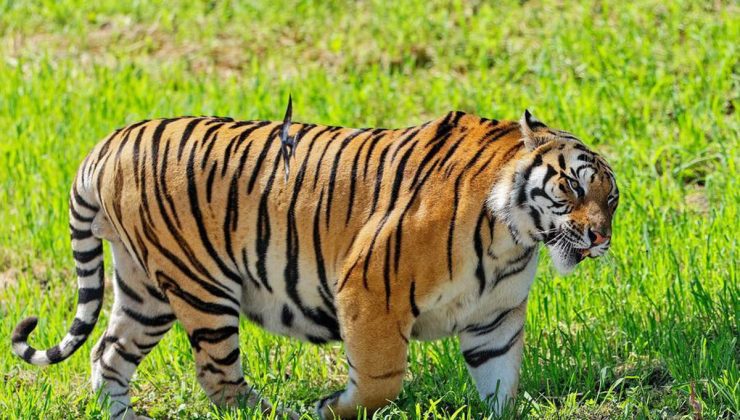 Çin’de yabani Sibirya kaplanı ve leopar popülasyonları önemli ölçüde arttı