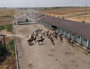 Eskişehir’de yetiştirilen safkan Arap taylarının müzayedesinde 39,5 milyon lira gelir elde edildi