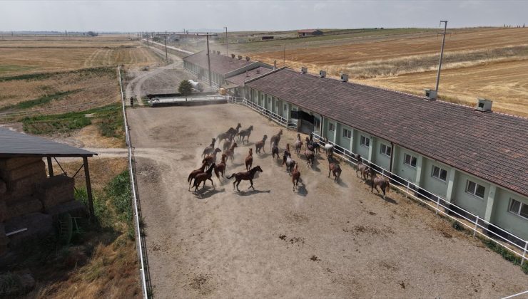Eskişehir’de yetiştirilen safkan Arap taylarının müzayedesinde 39,5 milyon lira gelir elde edildi