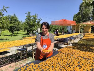 Iğdırlı kadınlar, kayısıyı güneşte kurutup ekonomiye kazandırıyor