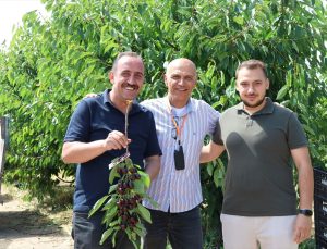 İncesu ilçesinde kiraz hasadı başladı