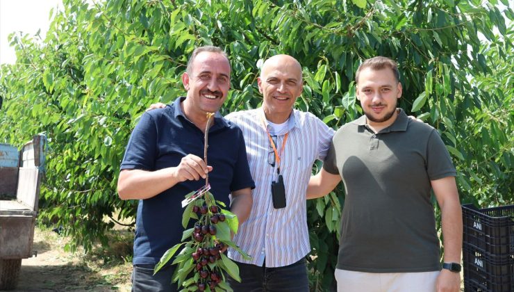 İncesu ilçesinde kiraz hasadı başladı