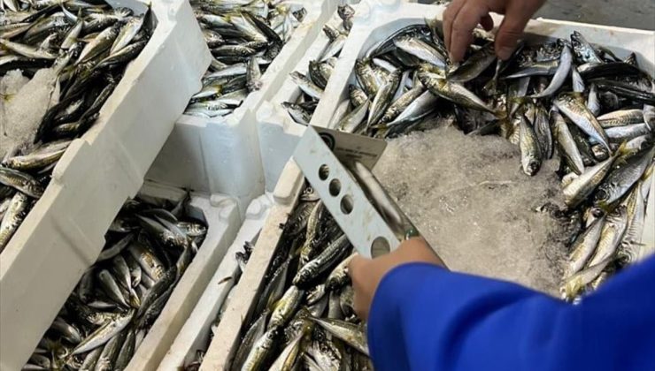 İzmir’de 241 kilo kaçak su ürününe el konuldu
