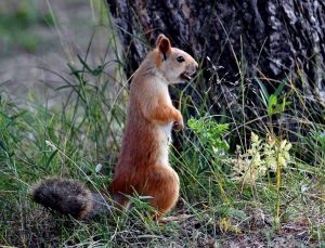 Kars’ta kızıl sincaplar millet bahçesini şenlendiriyor
