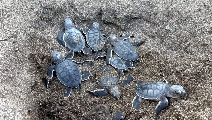 Mersin’de kaplumbağaların yumurta bıraktığı kumsalda yavru çıkışları başladı