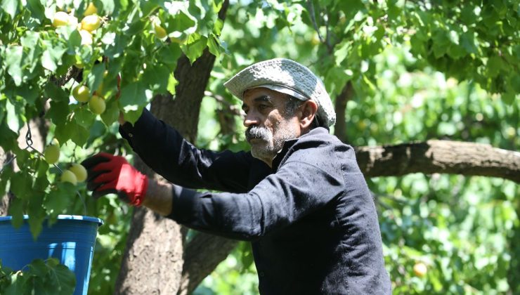 Mikroklimada yetişmesi Kağızman kayısısına lezzet katıyor
