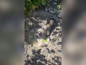 Mikserden dökülen betonda mahsur kalan yavru köpeği itfaiye kurtardı