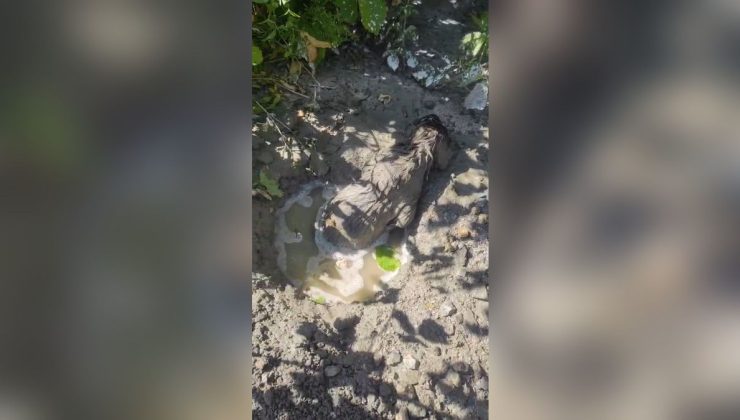 Mikserden dökülen betonda mahsur kalan yavru köpeği itfaiye kurtardı