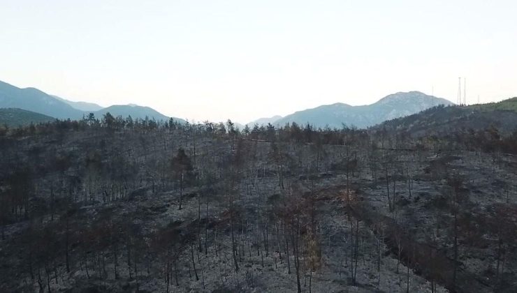 Muğla’daki yangınlarda 5 bin hektardan fazla alan zarar gördü