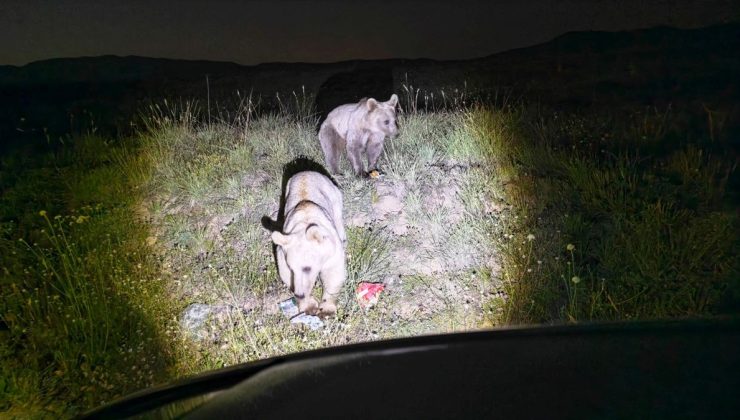 Nemrut’ta bozayılar yiyecek ararken görüntülendi