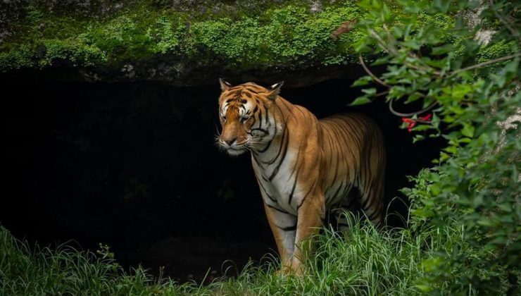 Nepal’de nesli tehlike altındaki Bengal kaplanlarının sayısı arttı