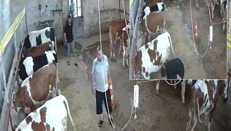 Okulu bitirip babasının yanına dönen genç, ahırda kabusu yaşadı