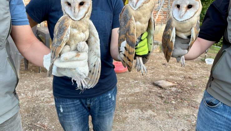 Ordu’da çatı katında bulunan 3 peçeli baykuş doğaya bırakıldı