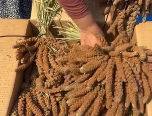 Osmaniye’de kuş yemine yönelik ‘dal darı’ hasadı başladı; kilosu tarlada 4 dolara ihraç edildi