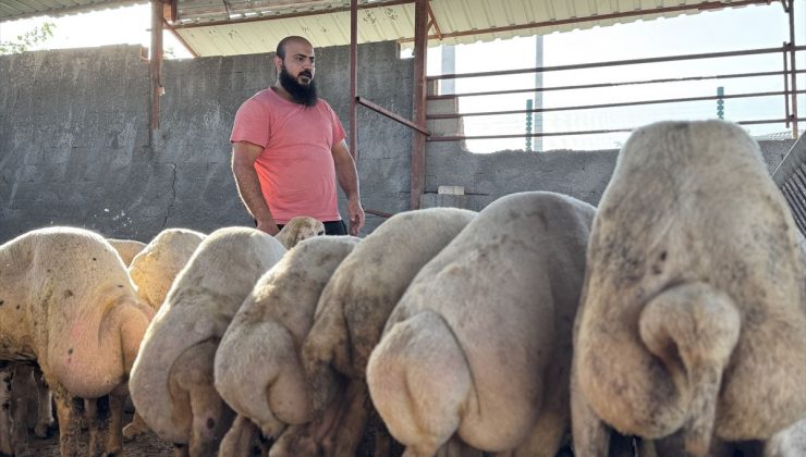 Osmaniye’de sağanakta su basan ahırdan koyunlarını çıkaran besici yaşadıklarını anlattı