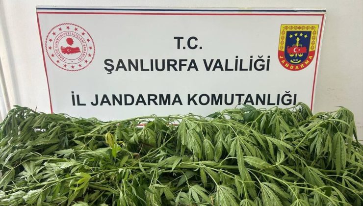 Şanlıurfa’da uyuşturucu operasyonunda 1 şüpheli yakalandı