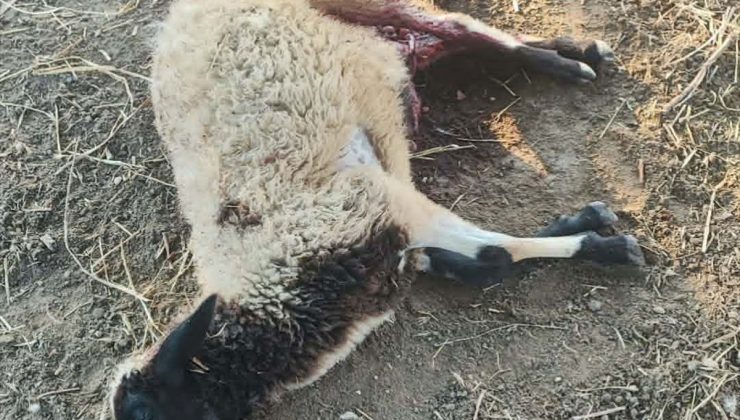 Sinop’ta kurtların saldırdığı 3 koyun telef oldu, 12 koyun yaralandı