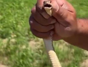 Tarlasını sürerken gördüğü yılanı zarar görmesin diye elleriyle yakalayıp güvenli bölgeye bıraktı