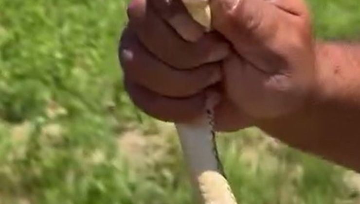 Tarlasını sürerken gördüğü yılanı zarar görmesin diye elleriyle yakalayıp güvenli bölgeye bıraktı