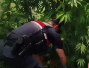 Yalova’da evlerinin bahçesine kenevir eken 2 şüpheli gözaltına alındı