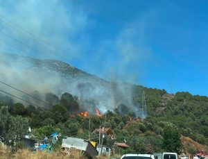 Yalova’da orman yangını