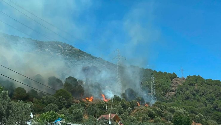 Yalova’da orman yangını