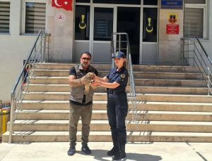 Yozgat’ta yaralı şahin tedavi altına alındı