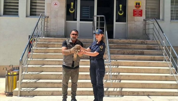 Yozgat’ta yaralı şahin tedavi altına alındı