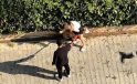 Adana’da Pitbull dehşeti! Kediyi parçaladı: Sahibi ‘polisi aramayın’ diye yalvardı