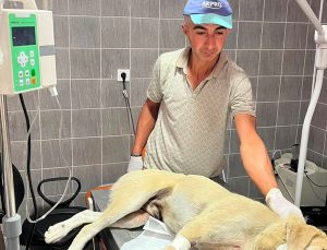 Bilecik’te aracın çarptığı köpek tedavi altına alındı