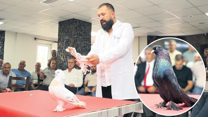 Bir güvercin 5 milyon TL