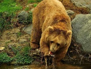 Karadeniz’de popülasyonu artan ayılar için uzmanından ‘önlem alınmalı’ uyarısı