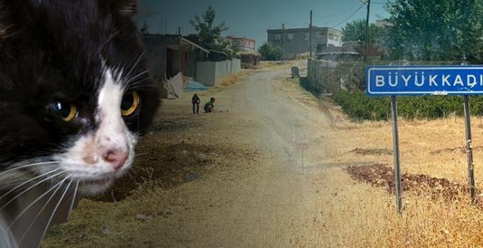 Kedinin ısırdığı 4 yaşındaki çocuk entübe edildi! Kuduz testi pozitif çıktı