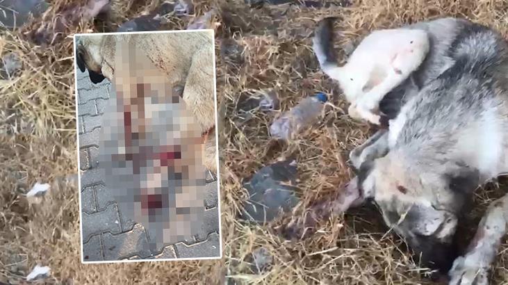Köpeği yaraladı, yavrusunu öldürdü! Ev hapsi verildi