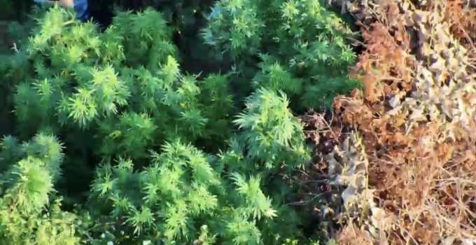 Samsun’da zehir tarlası! Tütünlerin arasına gizlemiş 502 kök kenevir ve 17 kilo esrar ele geçirildi