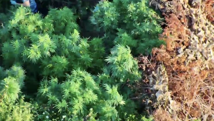 Samsun’da zehir tarlası! Tütünlerin arasına gizlemiş 502 kök kenevir ve 17 kilo esrar ele geçirildi