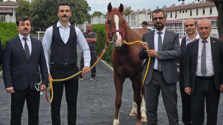13 safkan Arap elit tay için dudak uçuklatan rakam: 51 milyon 600 bin liraya satıldılar
