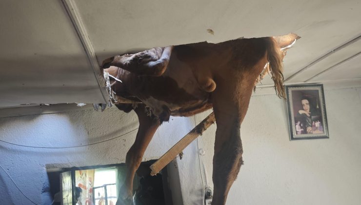 Aydın’da akılalmaz olay! İneğin peşinden koşan damızlık boğa evin çatısına düştü