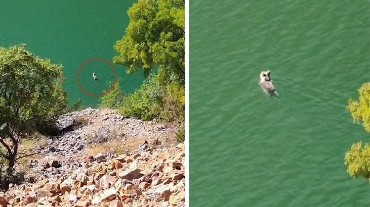 Belgeselleri aratmayan görüntüler Tunceli’den! Ayının yüzme keyfi kamerada