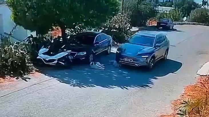 Bodrum’da bir sürücü iki köpeği ezdi, yoluna devam etti