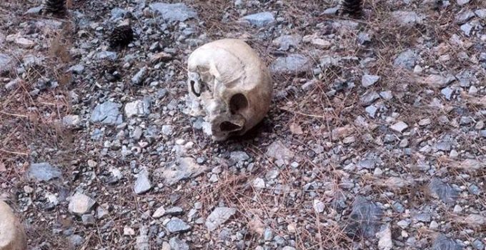 Gazipaşa’da ormanda kafatası bulundu, incelemeye alındı